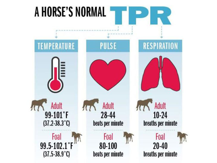 normal temperature of horse