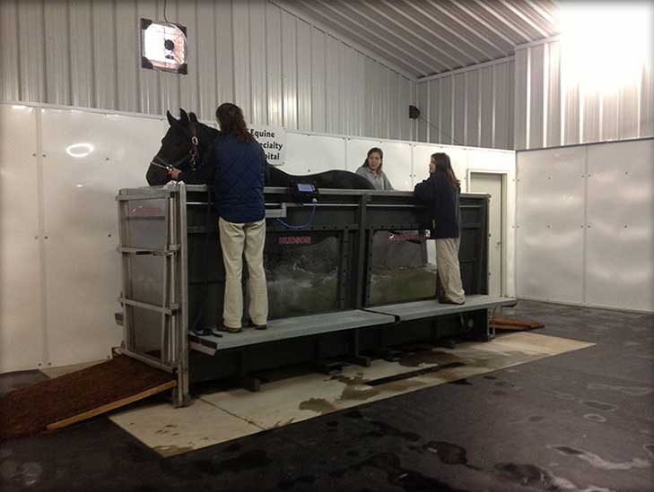 horse undergoing rehabilitation