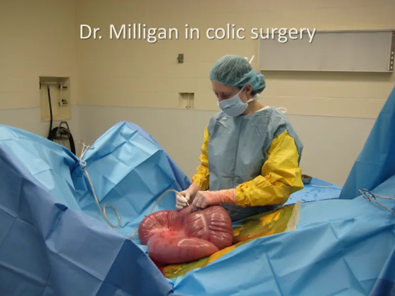 Dr. Milligan during colic surgery