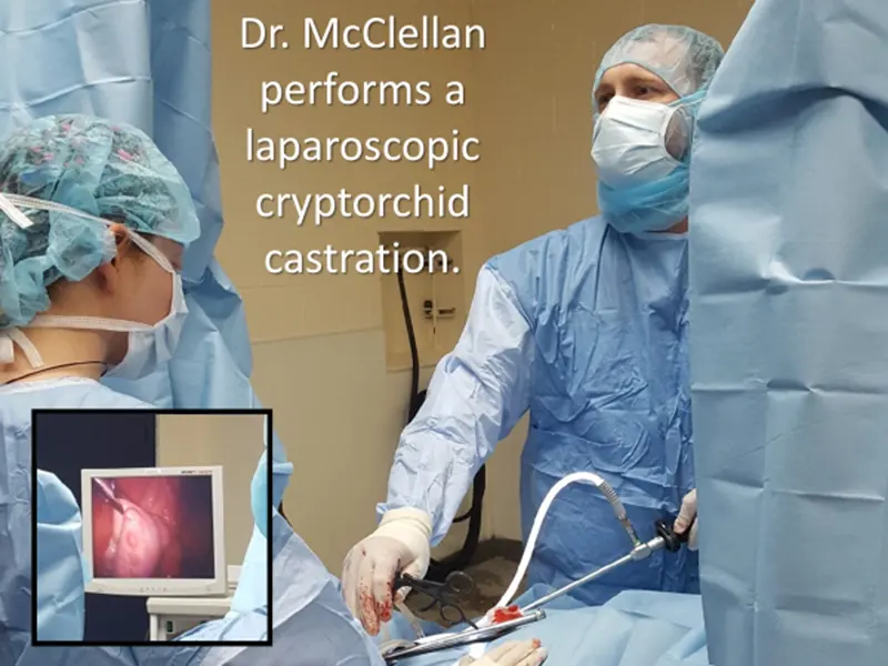 Sr. McClellan performs a laparoscopic cryptoorchid castration