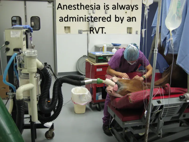 Anesthesia is always administered by an RVT